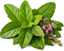 तुलसी (Ocimum) — {{OFFER_NAME}} की जड़ी-बूटी